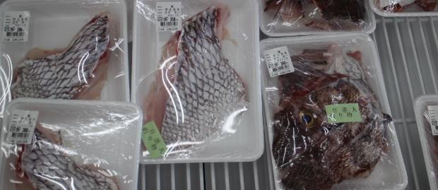 産地情報｜【入荷情報】志摩の四季（糸島市）8月21日｜じざかなび福岡